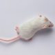 This biotech says mice live longer after genetic reprogramming