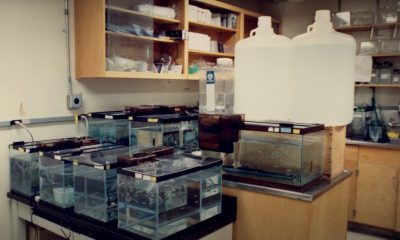 A view of Hopkins lab space showing fish tanks on every surface.