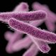 CDC Warns Of Drug-Resistant, Bloody Diarrhea-Causing Bacteria
