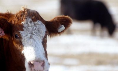 Mad Cow Disease Found On Farm In Netherlands