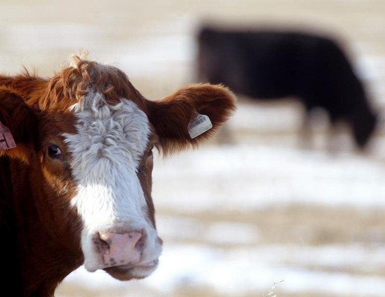 Mad Cow Disease Found On Farm In Netherlands
