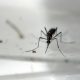 New Invasive Mosquito Species Found In Florida Raises Disease Concerns