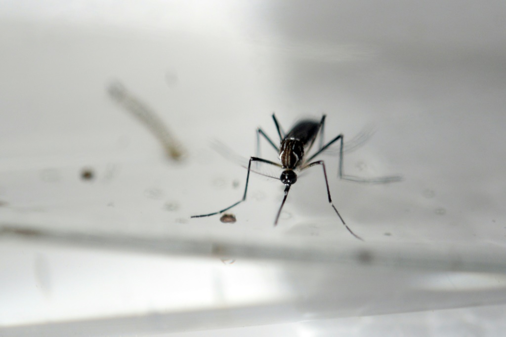 New Invasive Mosquito Species Found In Florida Raises Disease Concerns