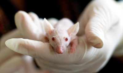 Researchers Create Mice With 2 Fathers; Could Pave Way For New Fertility Treatments In Same-Sex Couples