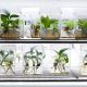 The air-cleaning qualities of plants get a genetically modified boost