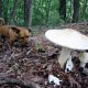 Fungus Attacking Dogs In Chicago