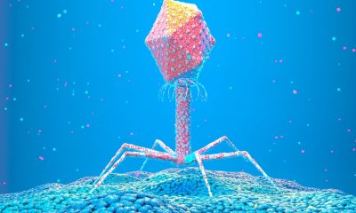Why tiny viruses could be our best bet against antimicrobial resistance